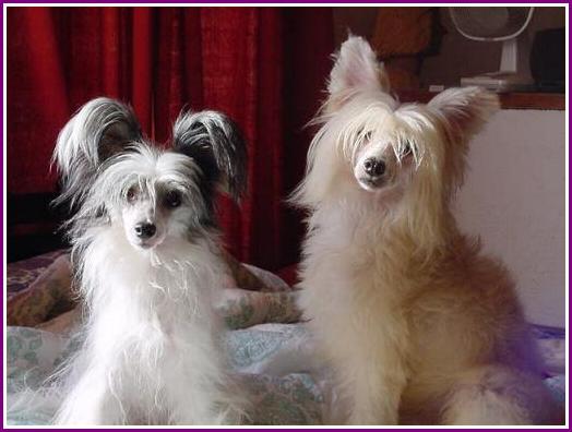 Fil:Chinese Crested Dog Powderpuff Laura e Gianni.jpg