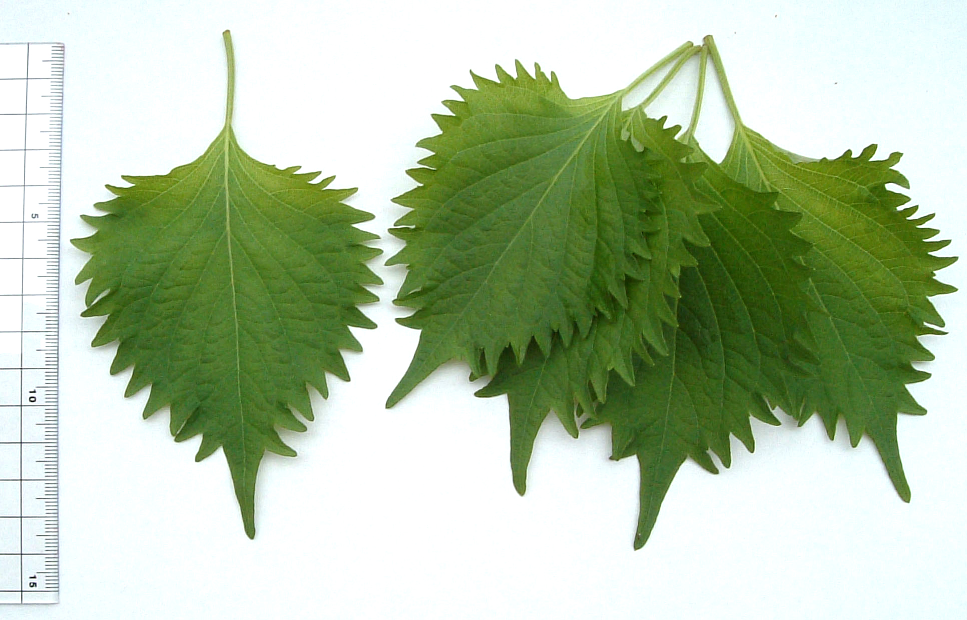 File:Green shiso perilla.jpg - Wikimedia Commons