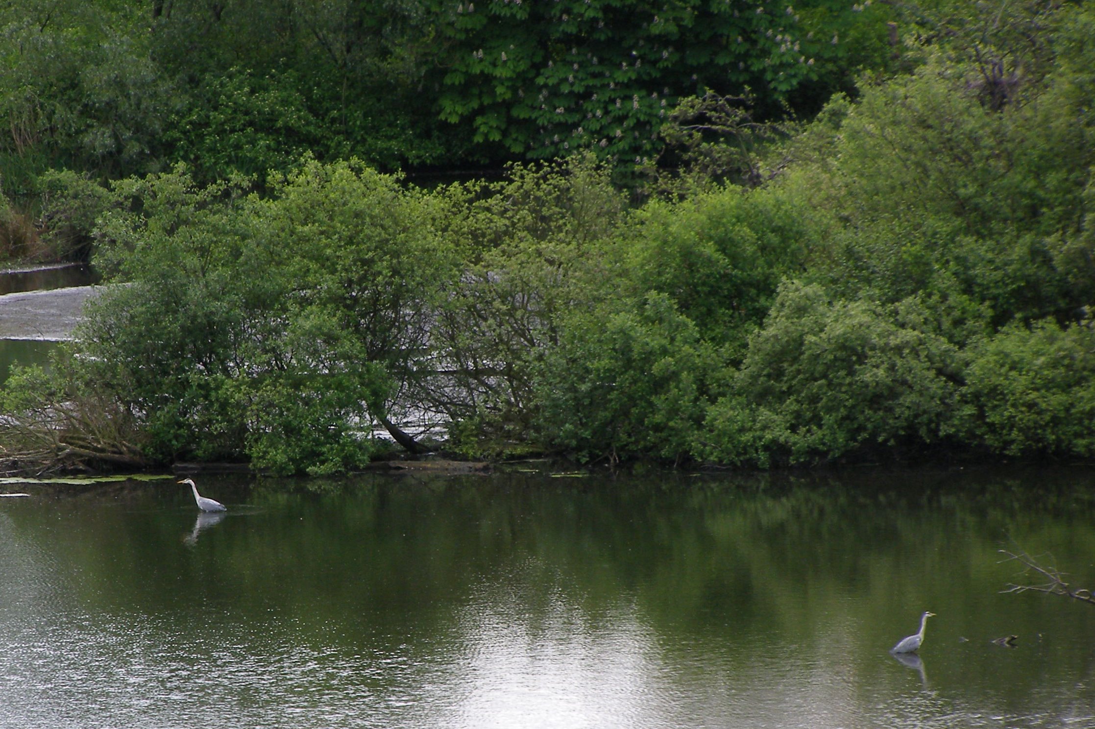 duddingston loch