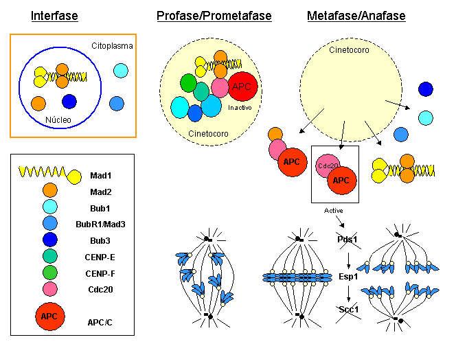 Esquema que representa los diferentes componentes del punto de control de la mitosis en vertebrados.