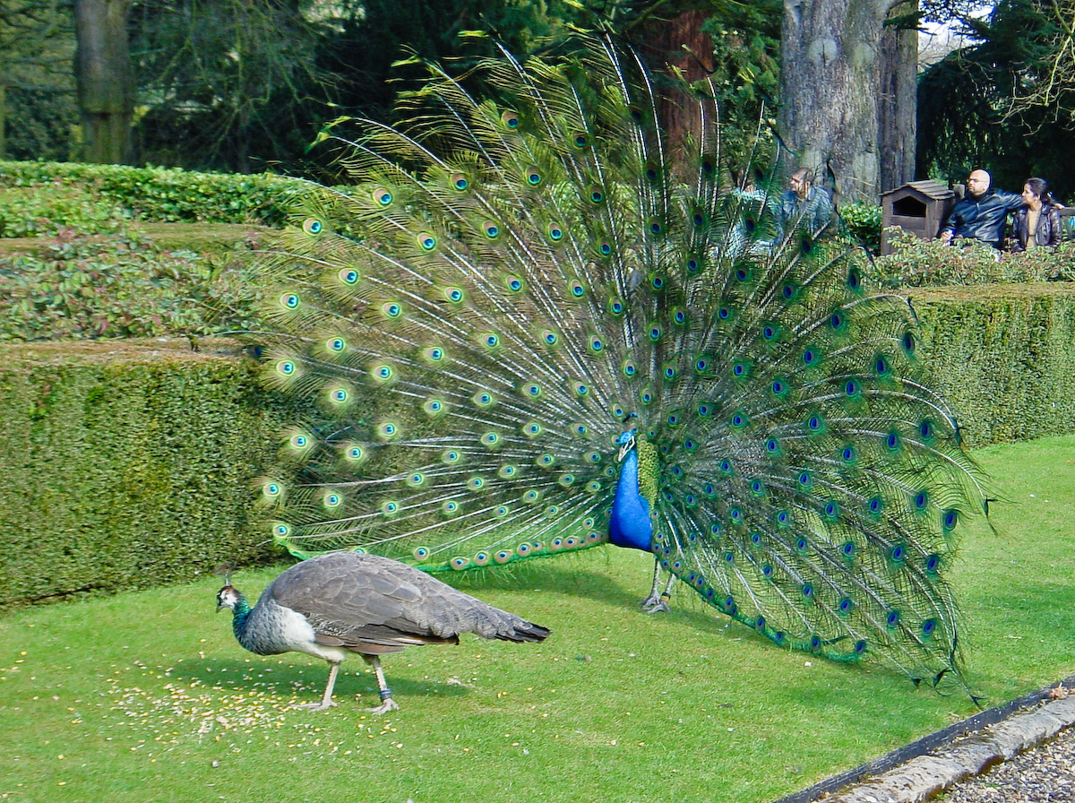 File:Peacock Wooing Peahen.jpg - Wikimedia Commons