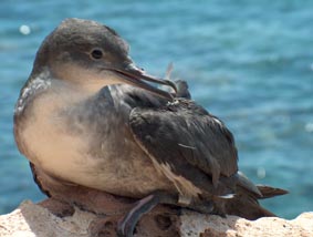 Baleara pufino