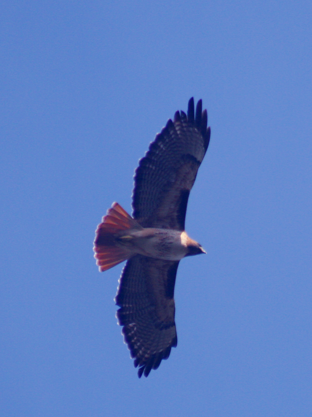 http://upload.wikimedia.org/wikipedia/commons/6/62/Red-tailed_hawk_in_flight.jpg
