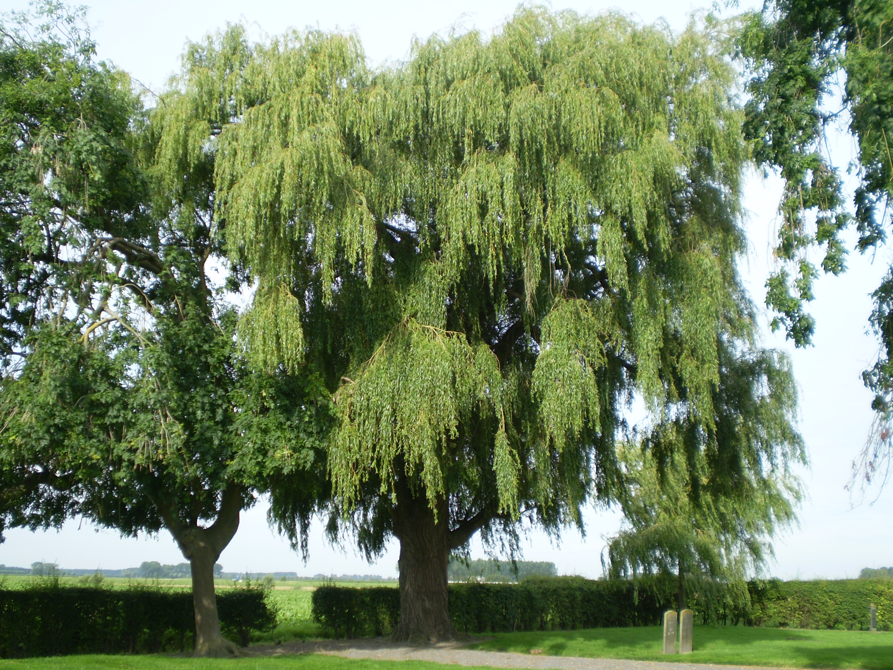 Salix Chrysocoma