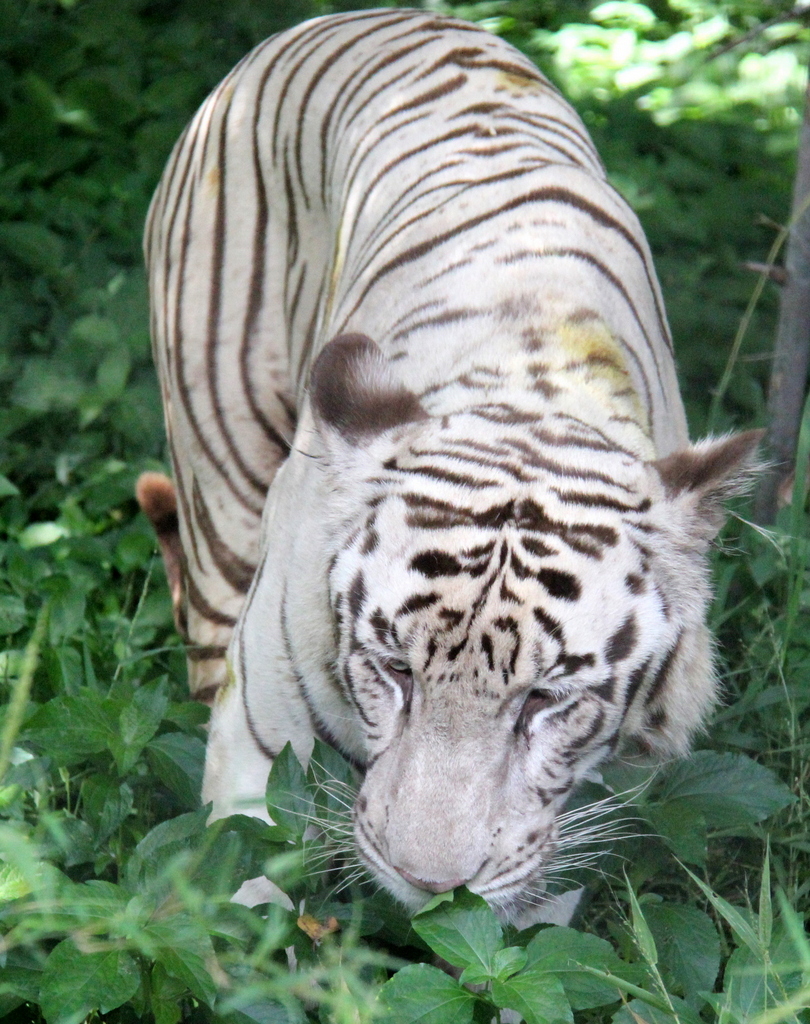 White Tiger Bangalore