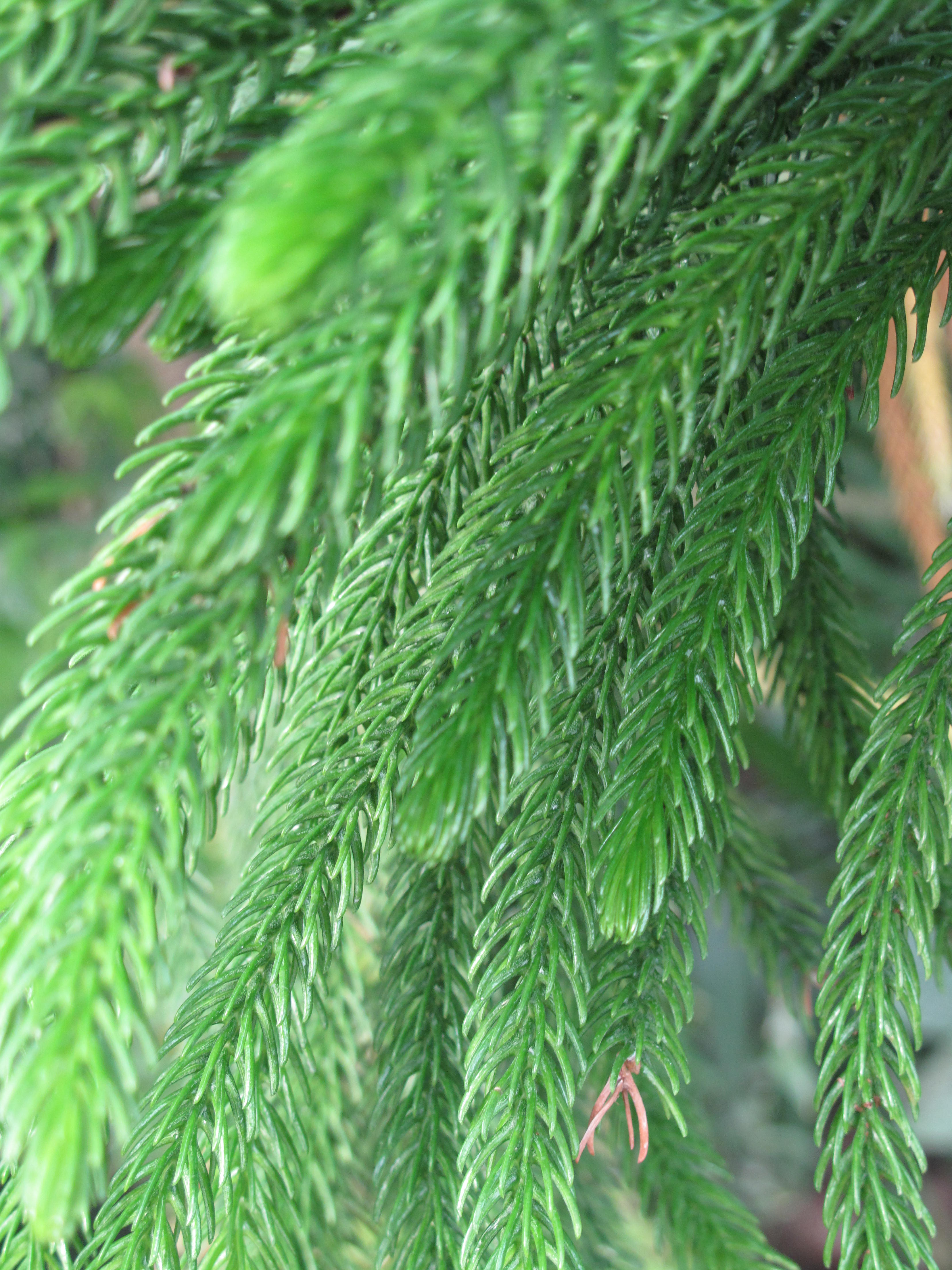 araucaria subulata