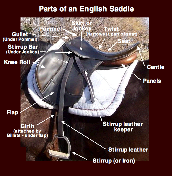 Online Tack and Horse Equipment Guide: Belly Guard - Horse Illustrated