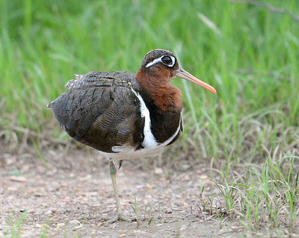Female Greater Painted-Snipe