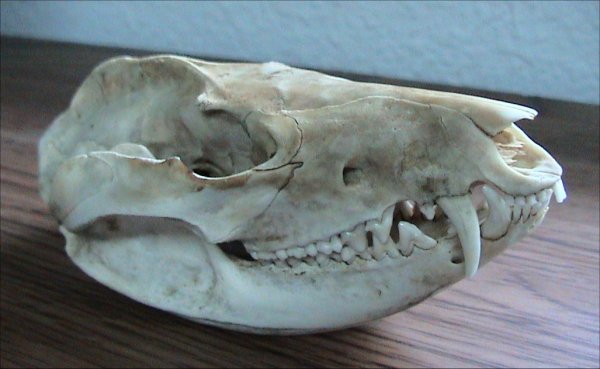 possum skull by Dawson at en.wikipedia