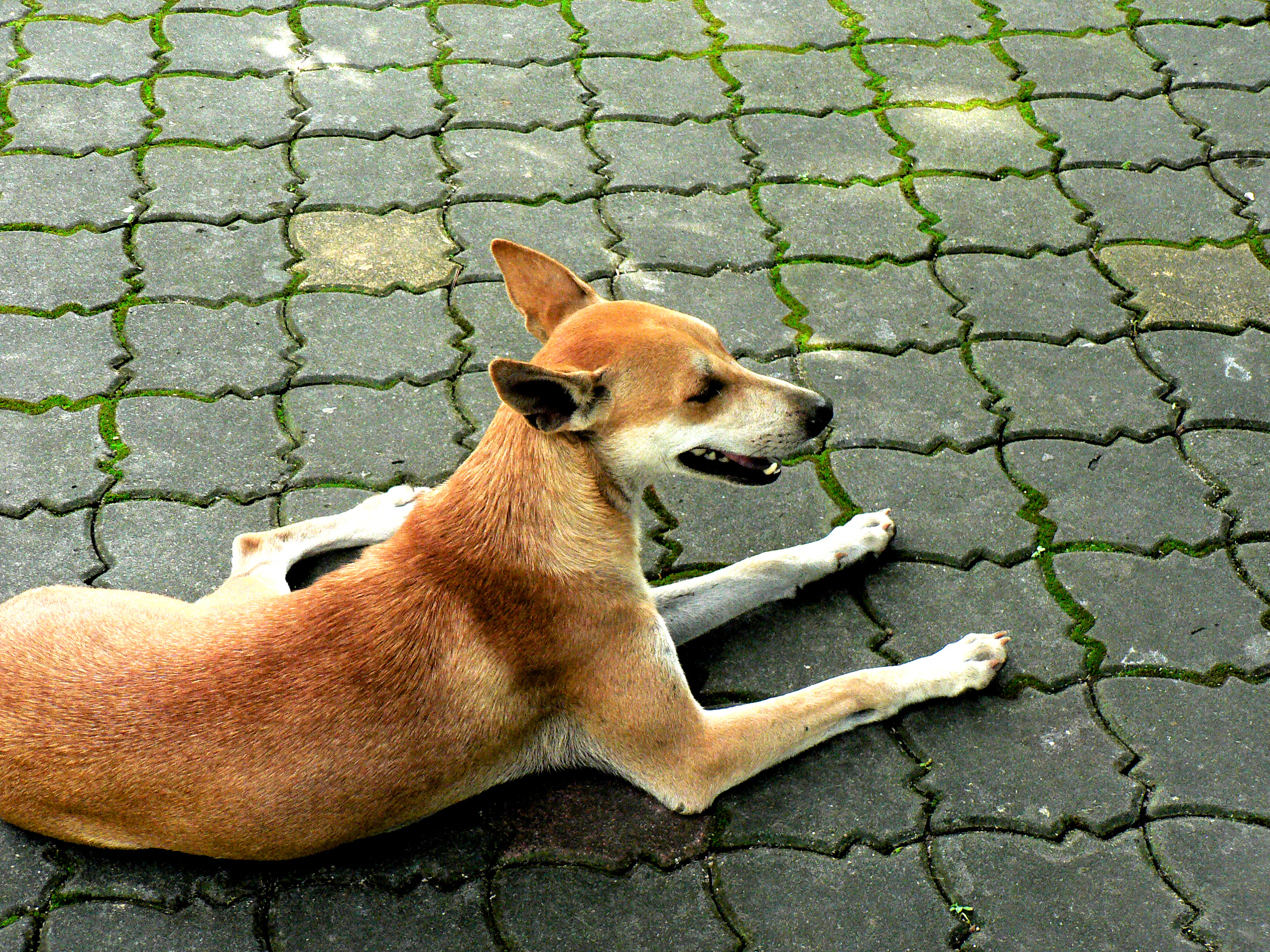 Perro feral en Penang, Malasia