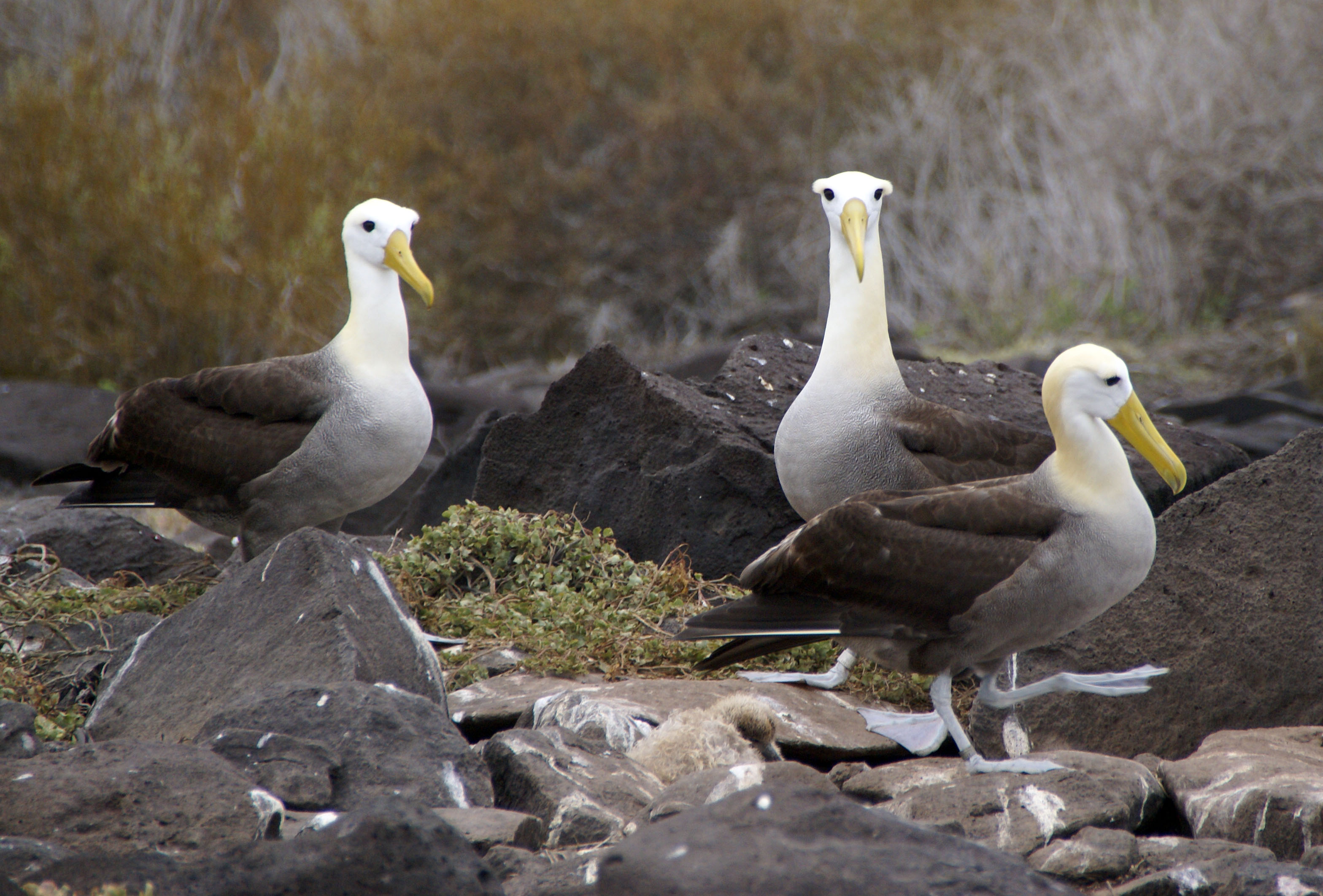 Waved Albatross