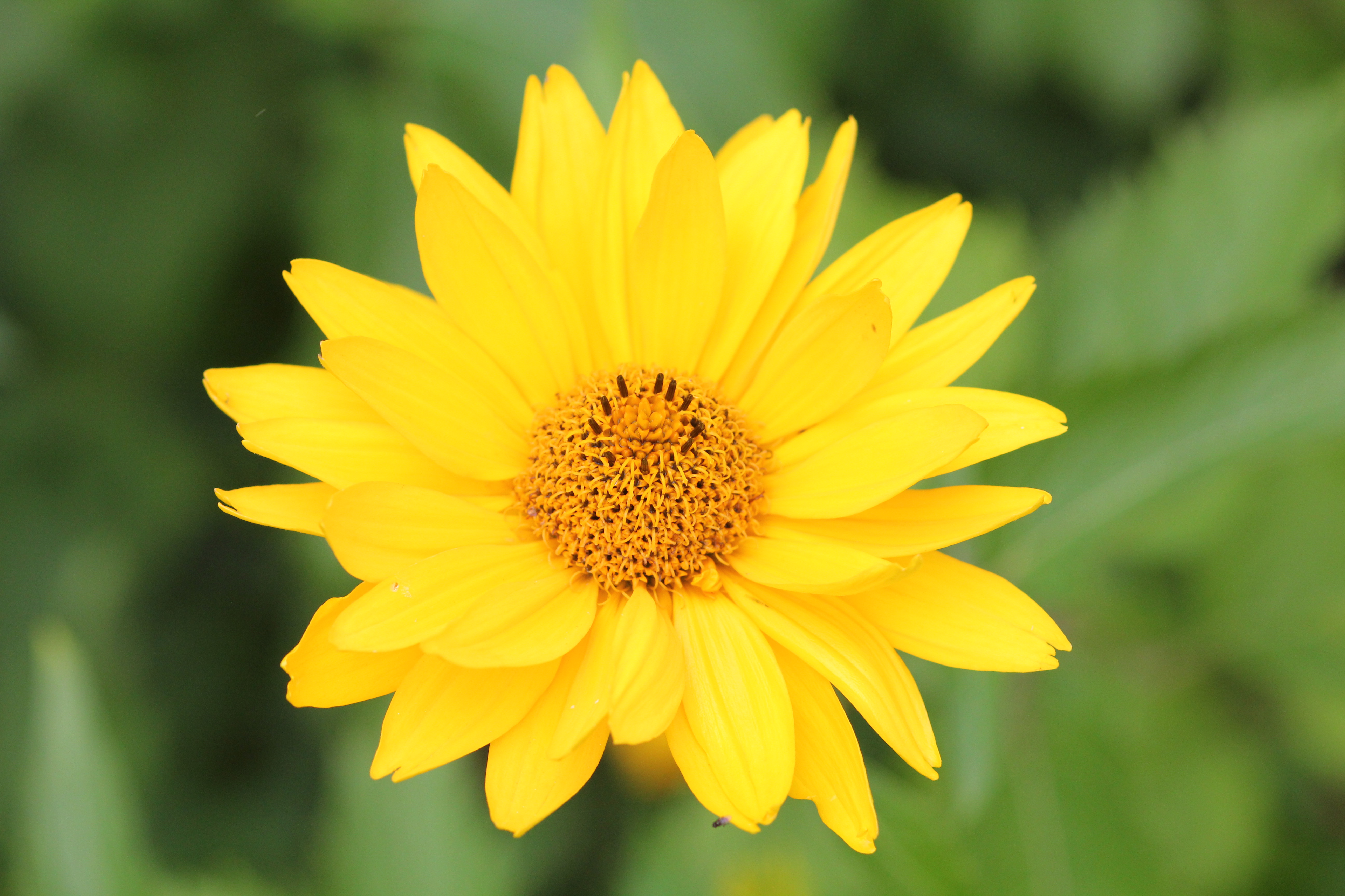 Description A yellow flower in late summer.JPG