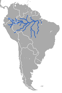 Distribuição natural do peixe-boi-da-amazônia na bacia do rio Amazonas, na América do Sul