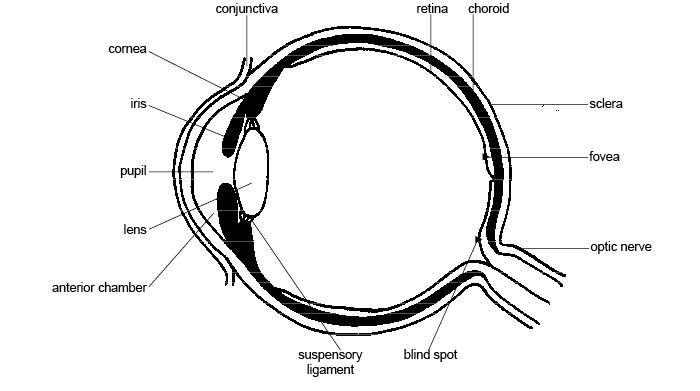 Labeled Diagram Of The Human Eye