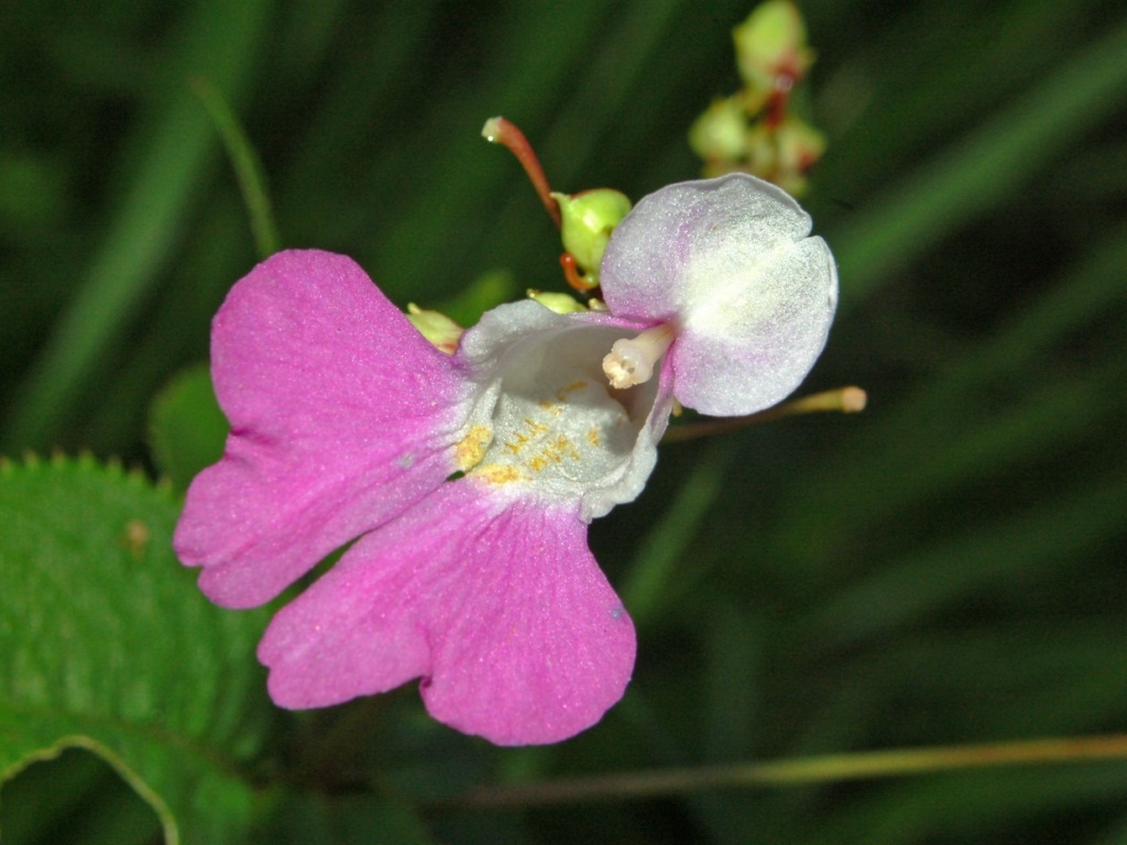 Impatiens balfourii image