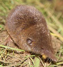 Crocidura pachyura