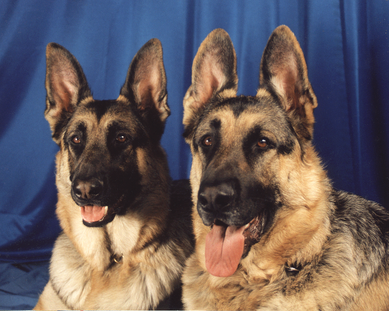 Two German Shepherd Dogs