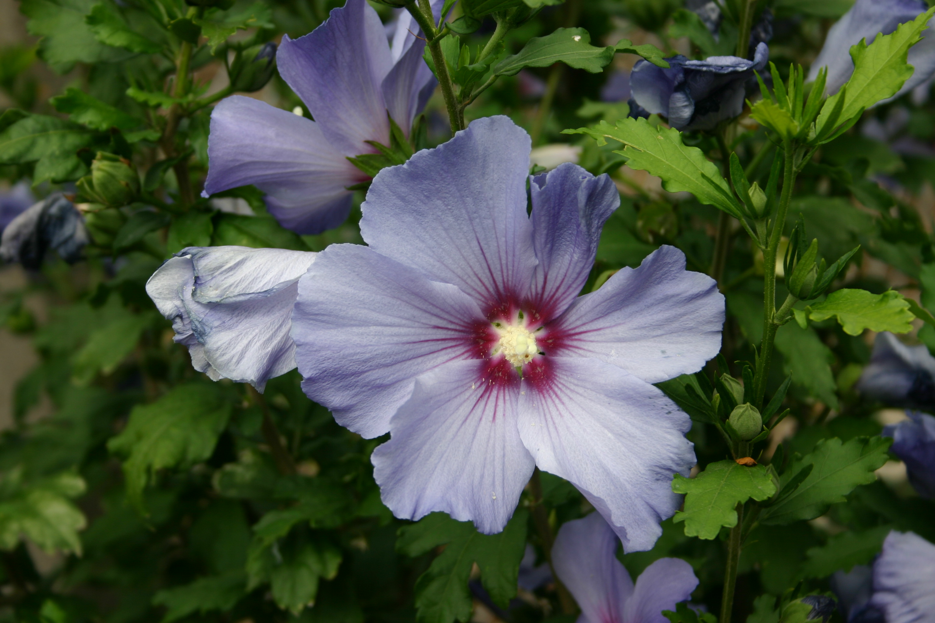 File:Hibiscus bleu 2.jpg - Wikimedia Commons