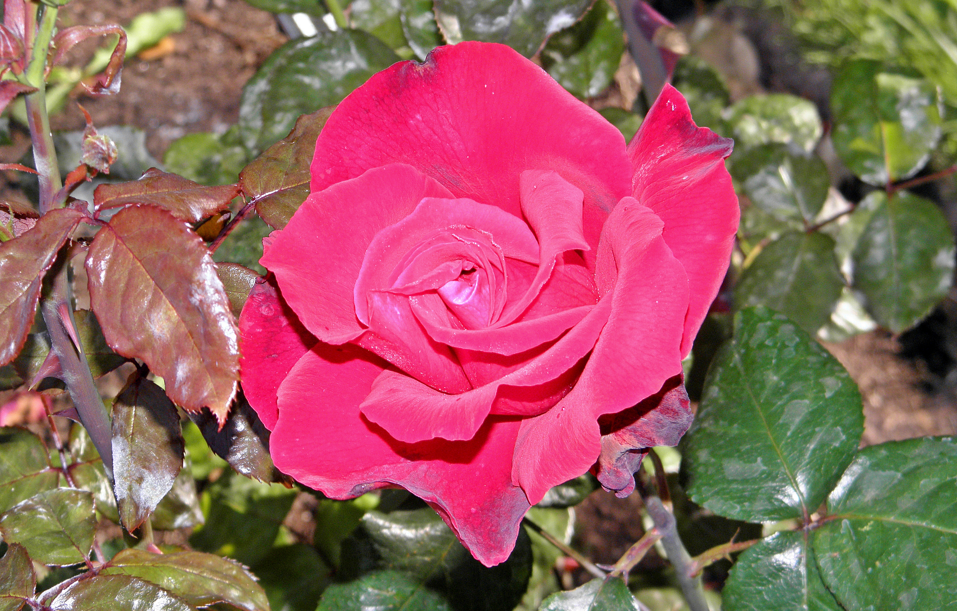 polonaise rose