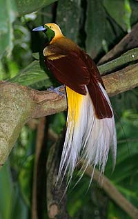 Малая райская птица (Paradisaea minor)