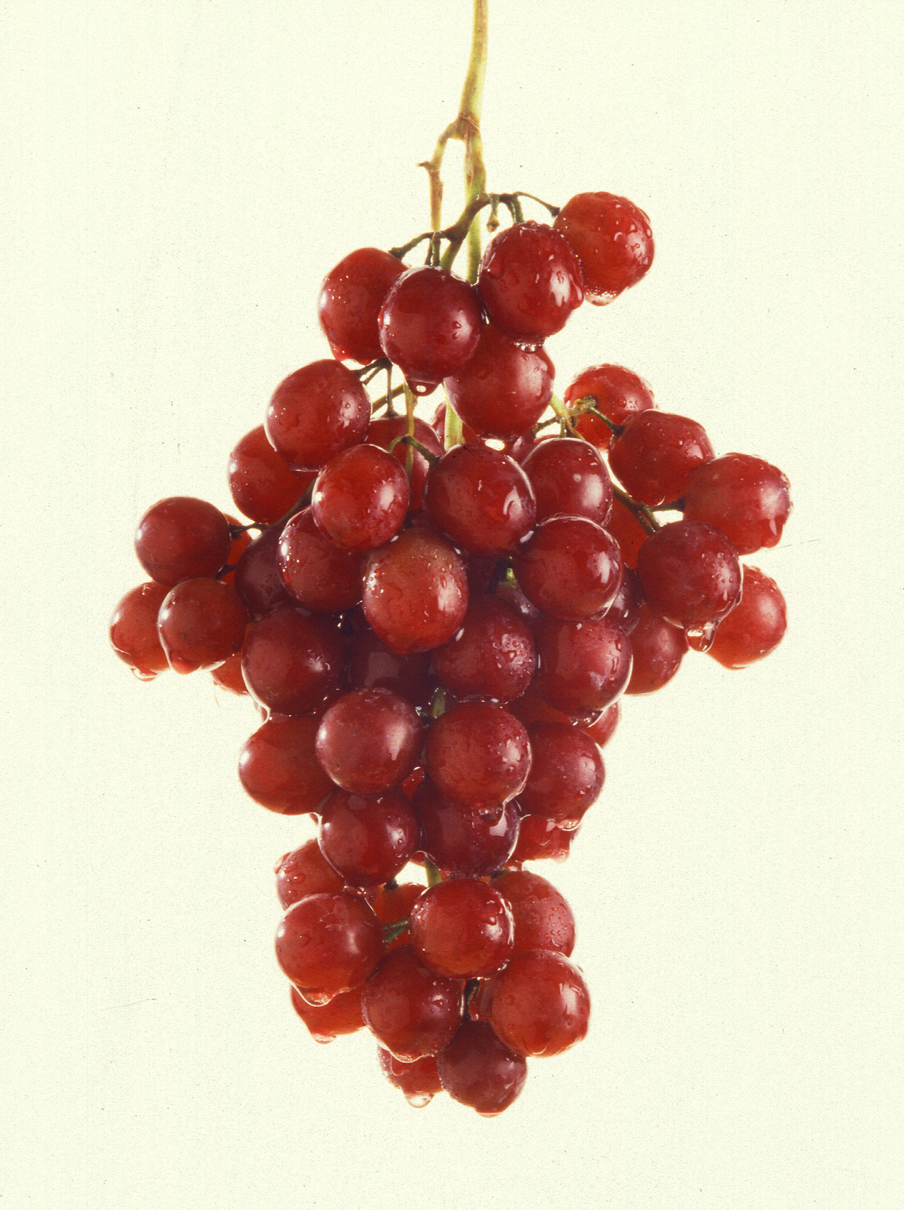 More_grapes.jpg