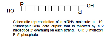 Estructura de l'ARNip