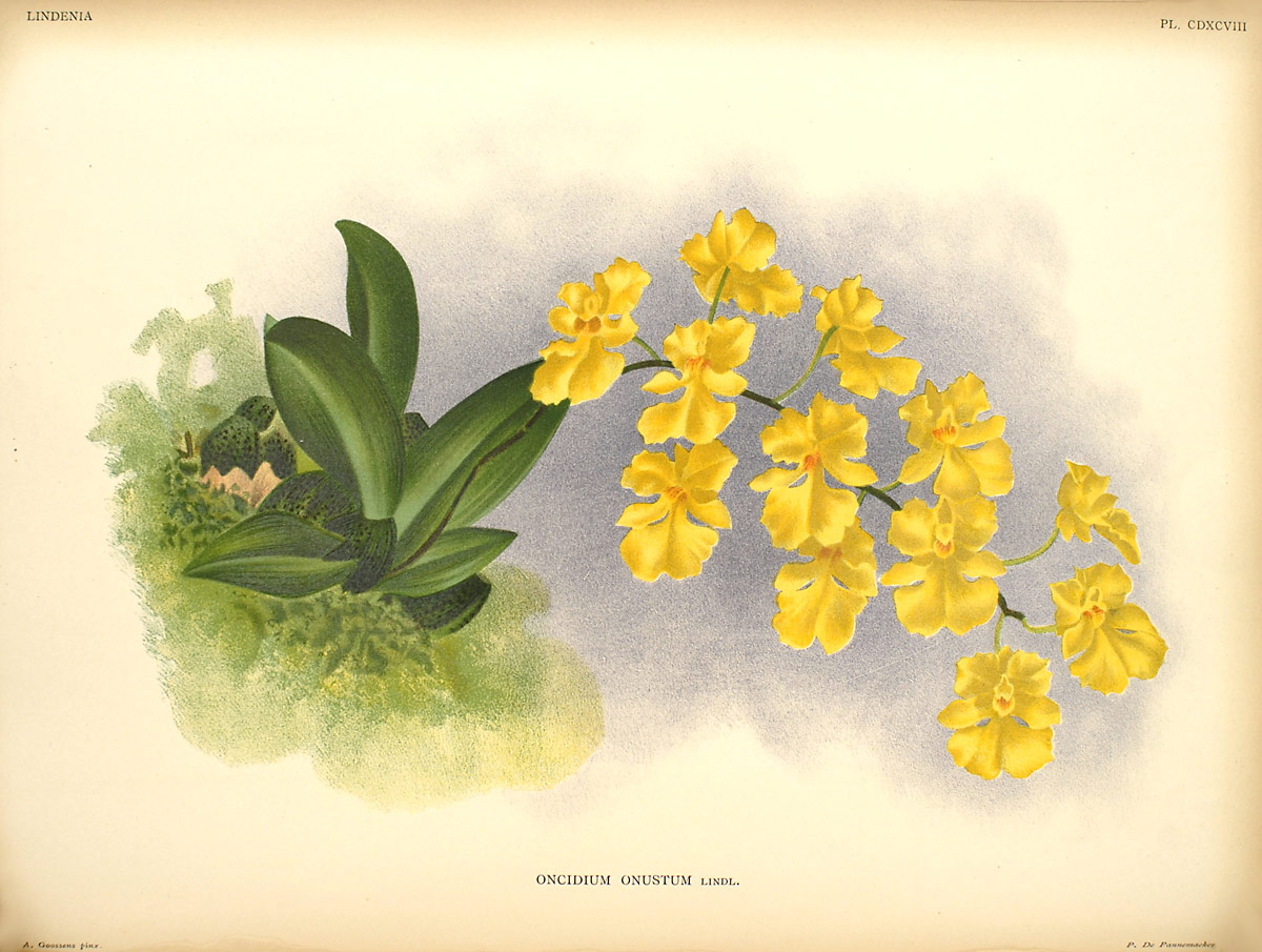 Oncidium onustum image