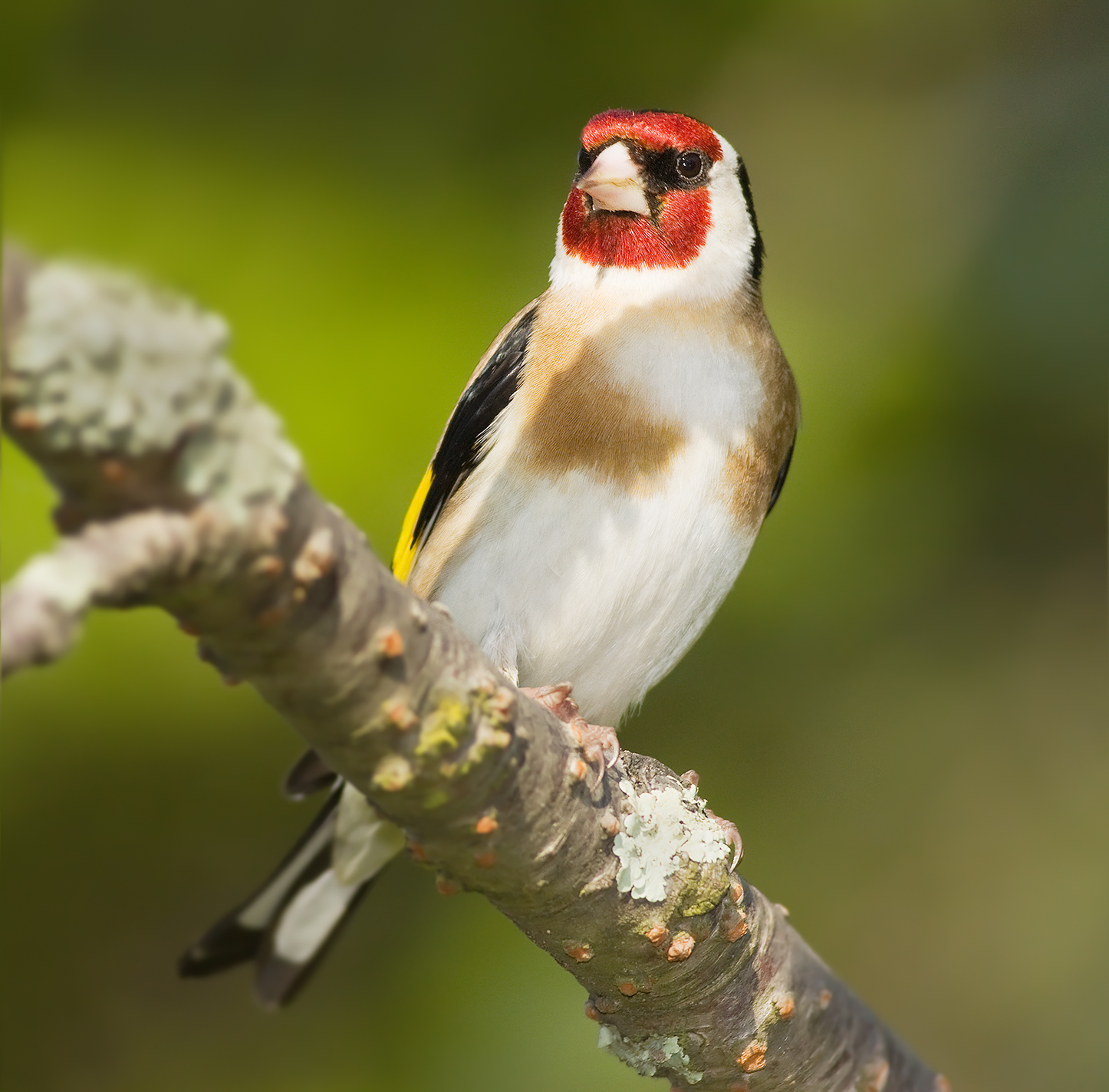 Carduelis Carduelis