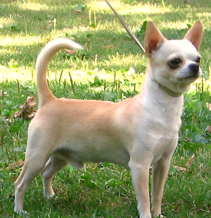 http://upload.wikimedia.org/wikipedia/commons/6/65/Chihuahuasmoothcoat.jpg