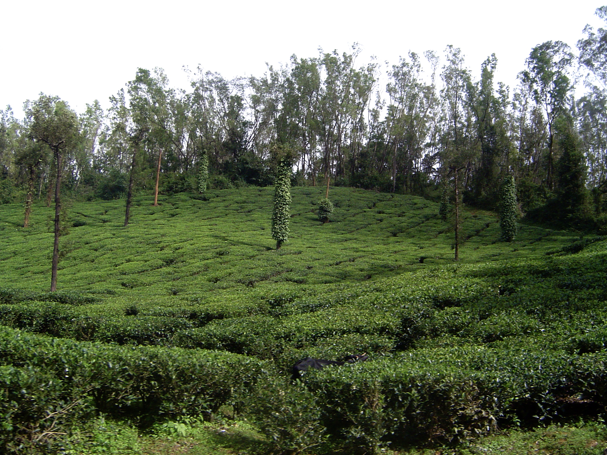 File:Coffee plantation, South Canara.jpg