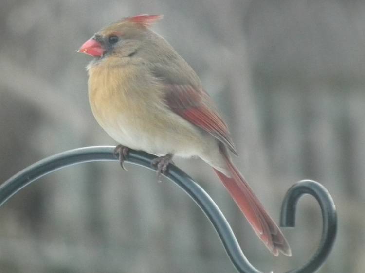 Cardinal Female