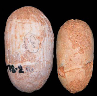 Fossil eggs are given their own classifications, as identifying what laid them is very difficult. Ashorocetus (submissions) has been hard at work writing articles on these oogenera, to help explain them to all. (Two examples of Gobioolithus ["Stone egg from the Gobi desert"] pictured.)