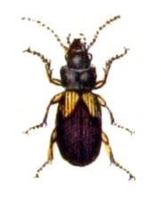 Gynandromorphus etruscus