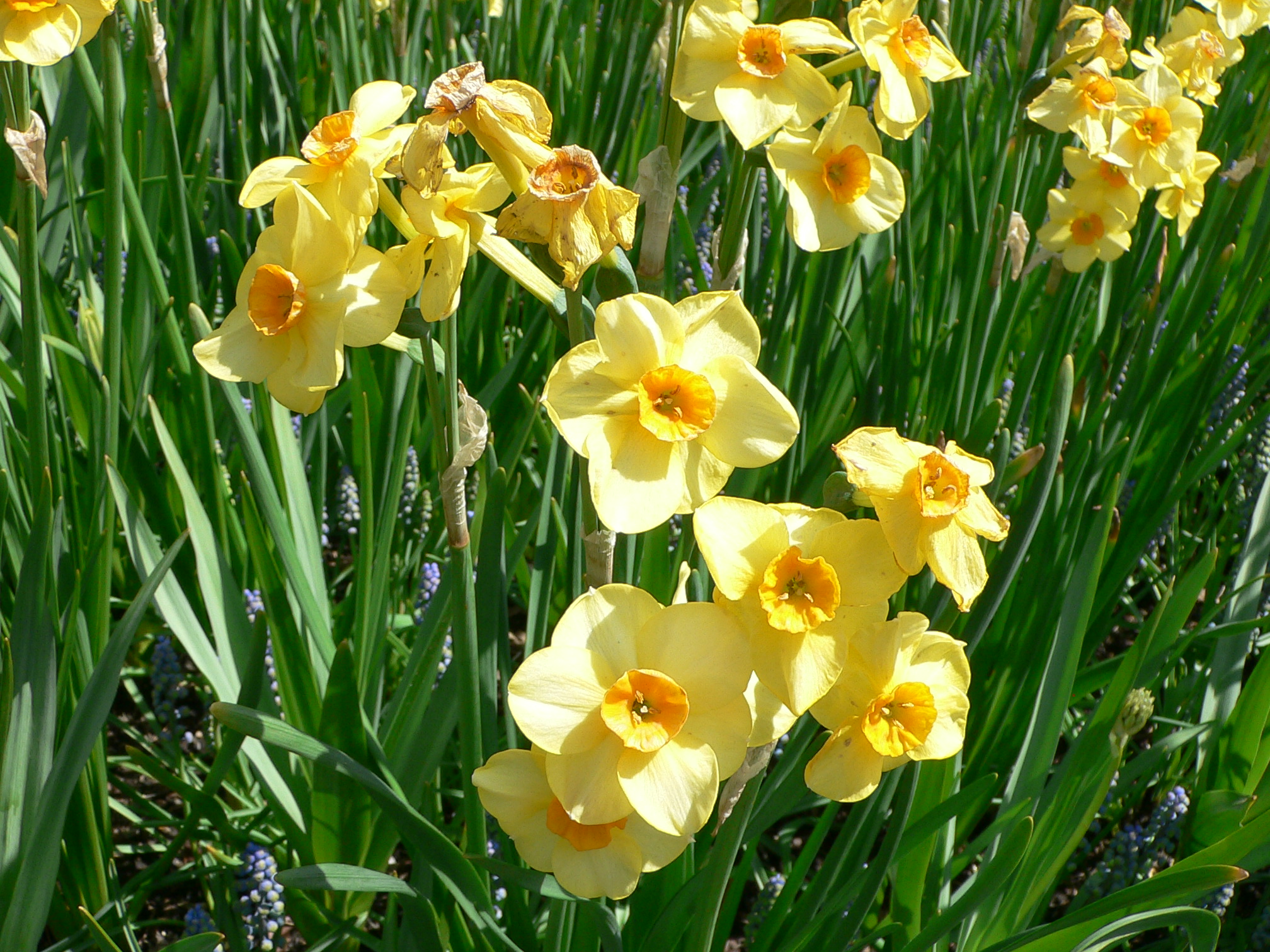 Description Jonquilla daffodil  narcissus var stratosphere 2.jpg