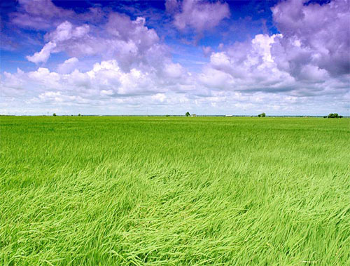 http://upload.wikimedia.org/wikipedia/commons/6/65/Malaysian_paddy.jpg