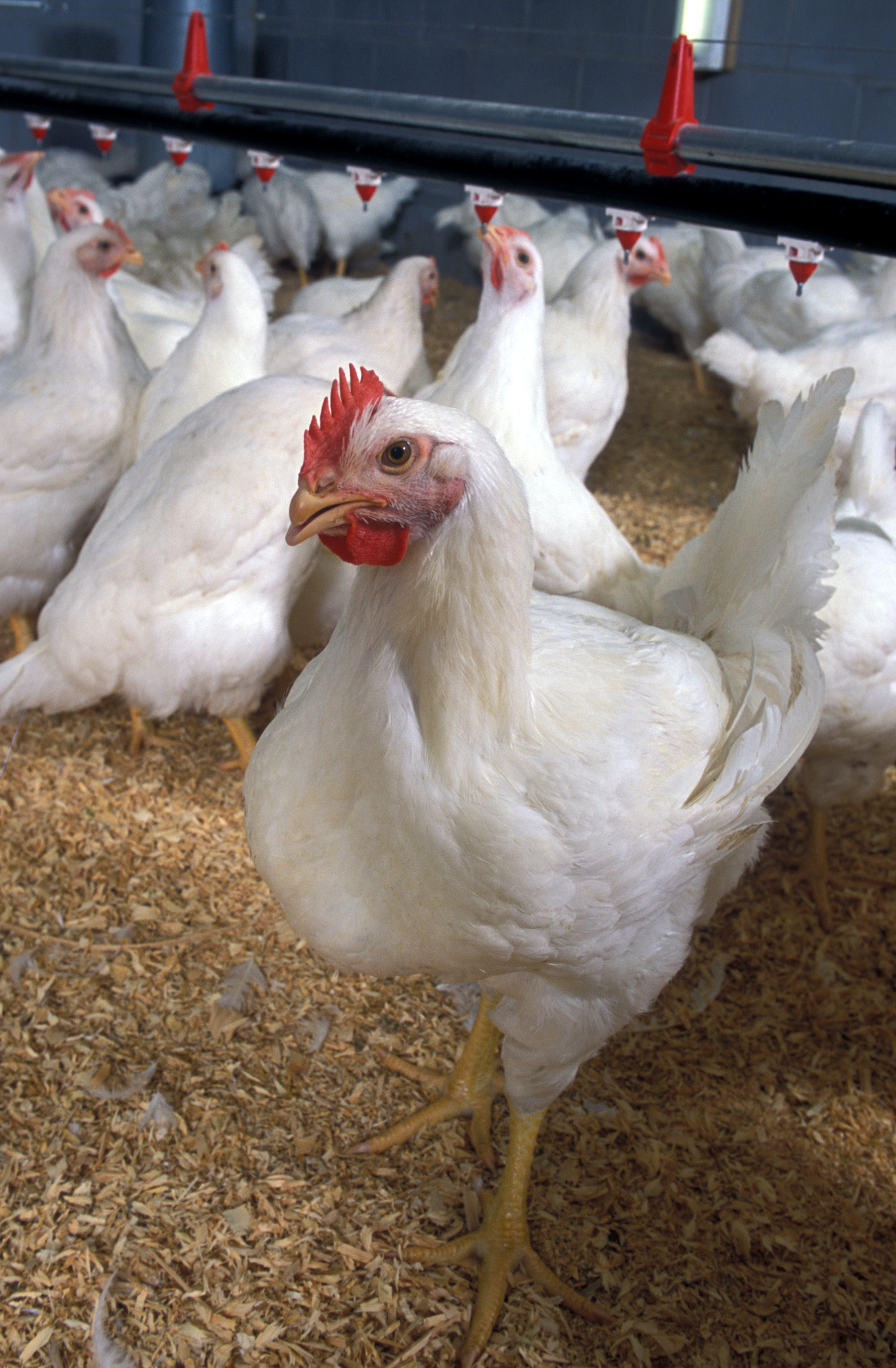 Poultry_Classes_Blog_photo_-_Flickr_-_USDAgov.jpg