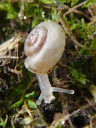 Vallonia pulchella