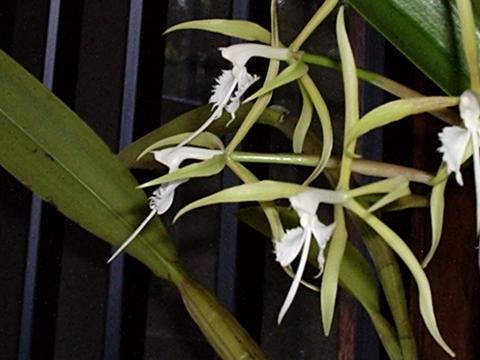 Epidendrum ciliare image