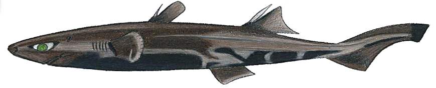 http://upload.wikimedia.org/wikipedia/commons/6/66/Etmopterus_perryi.JPG