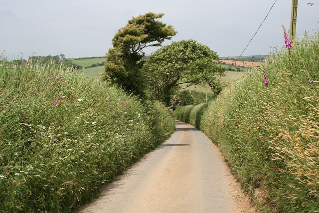 High Banks Flanking a Country Lane - geograph.org.uk - 185162.jpg
