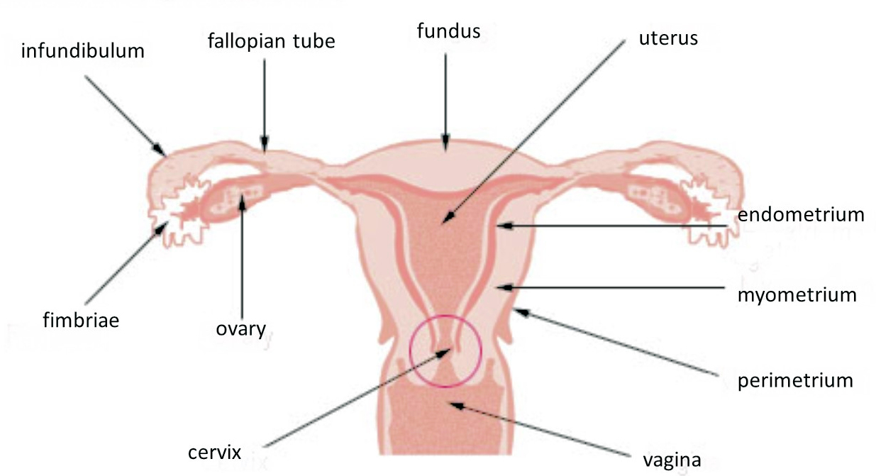 Illu_cervix.jpg