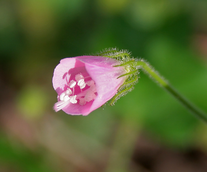 Pavonia zeylonica image