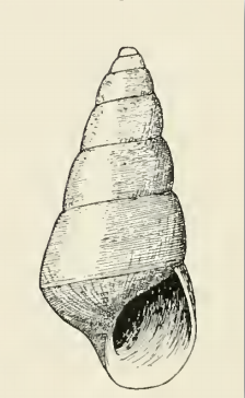 Odostomia angularis