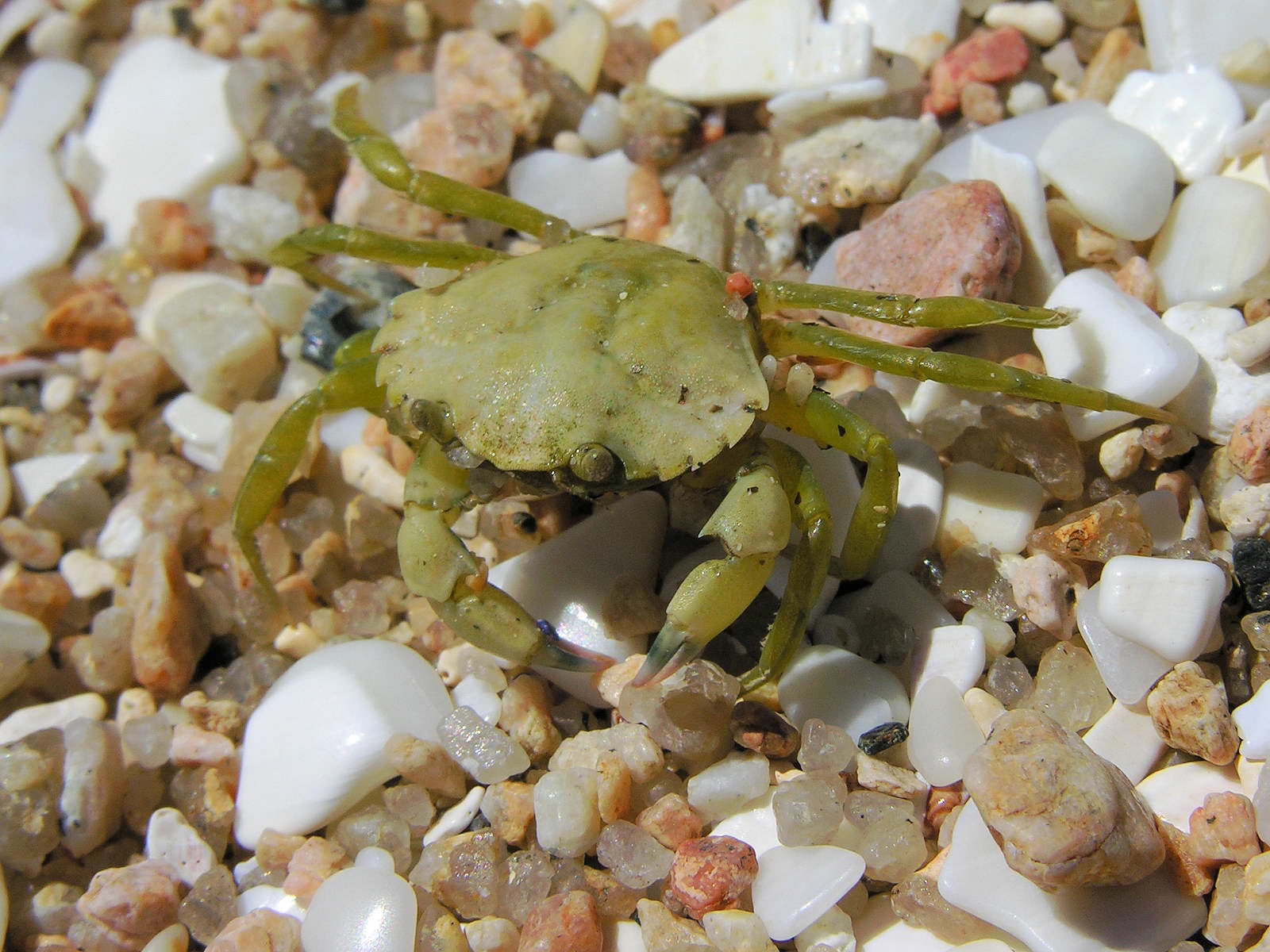 Crab_Cangrexo_66eue.jpg