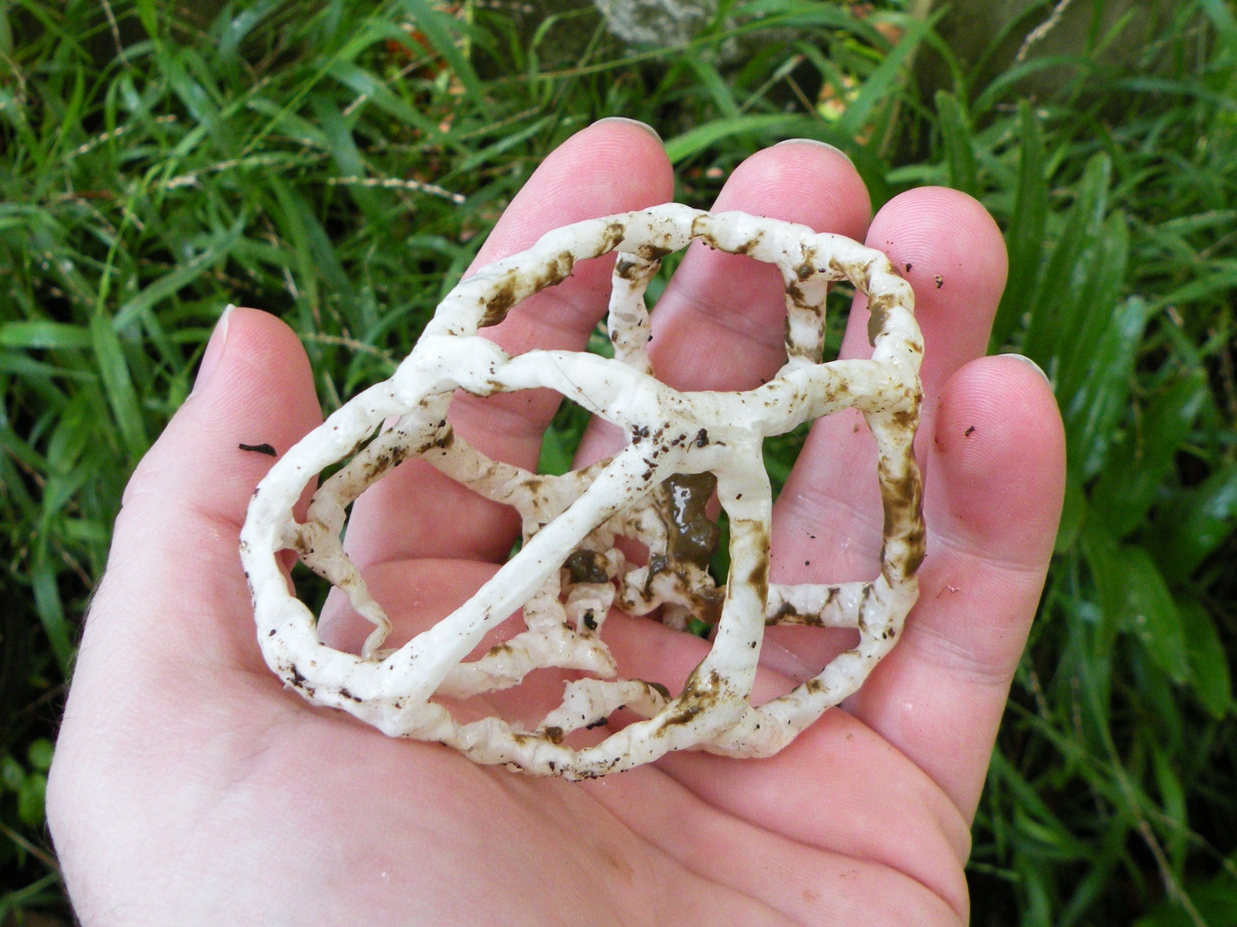 basket fungus