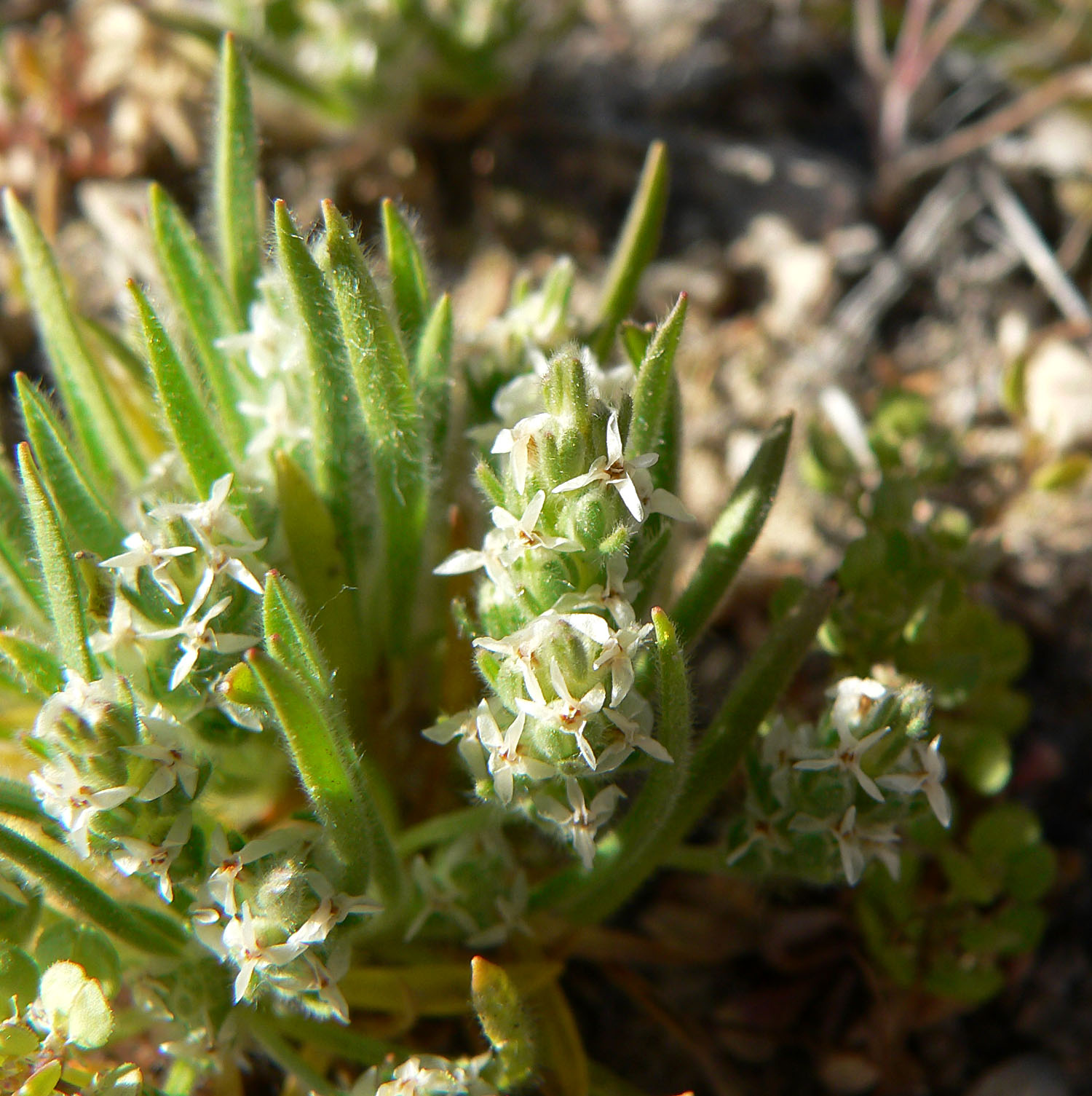 Plantago Patagonica