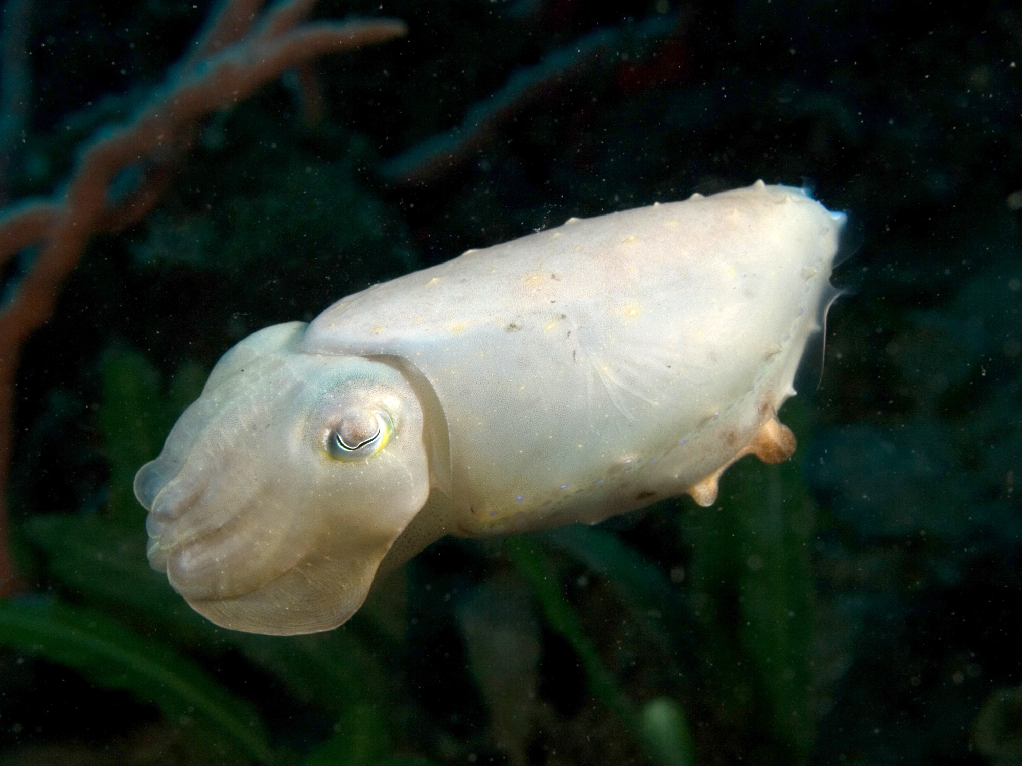 Sepia_latimanus_%28Reef_cuttlefish%29_all_white.jpg
