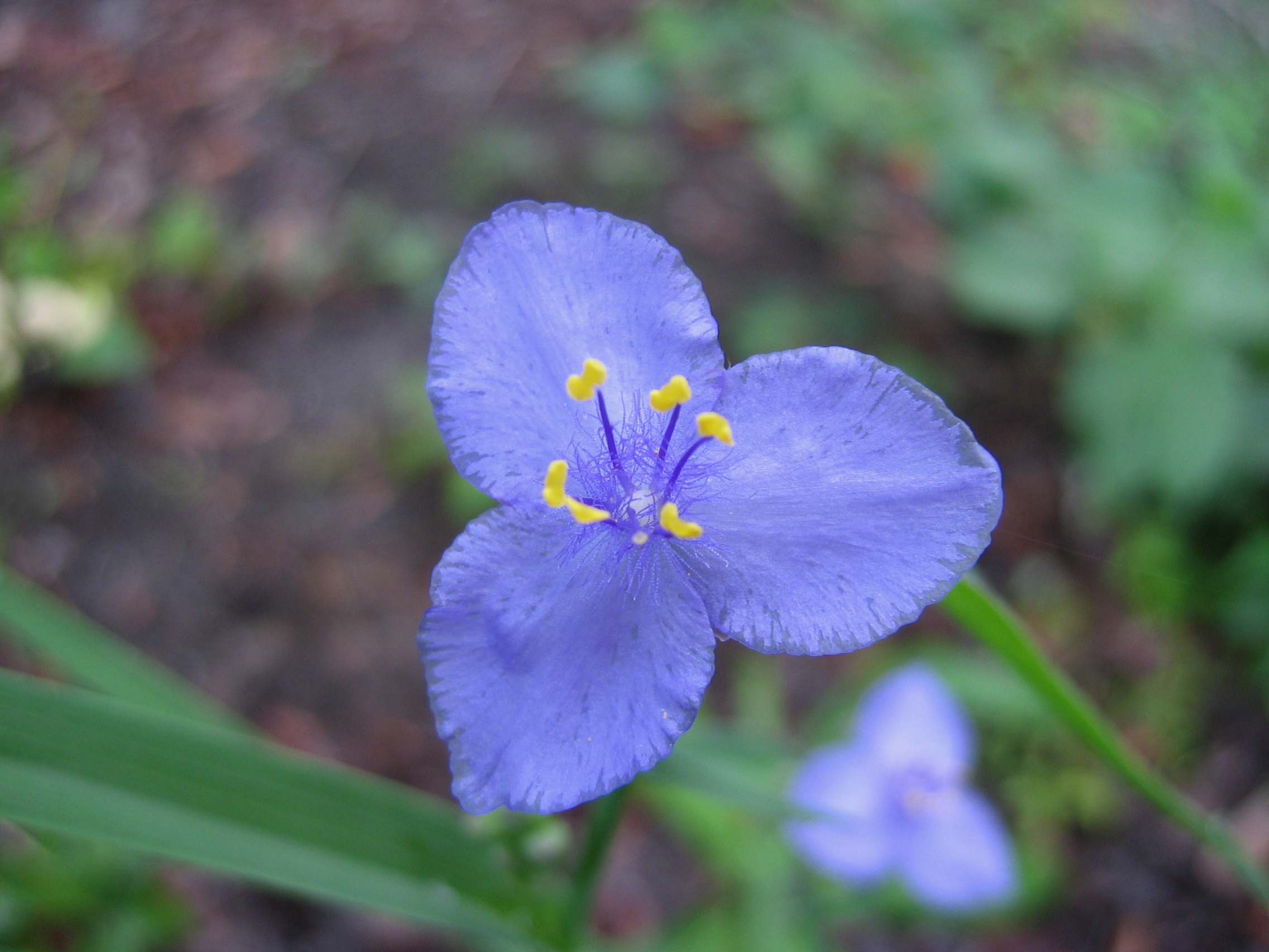 Blue Flowers