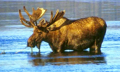 File:Wading moose.jpg