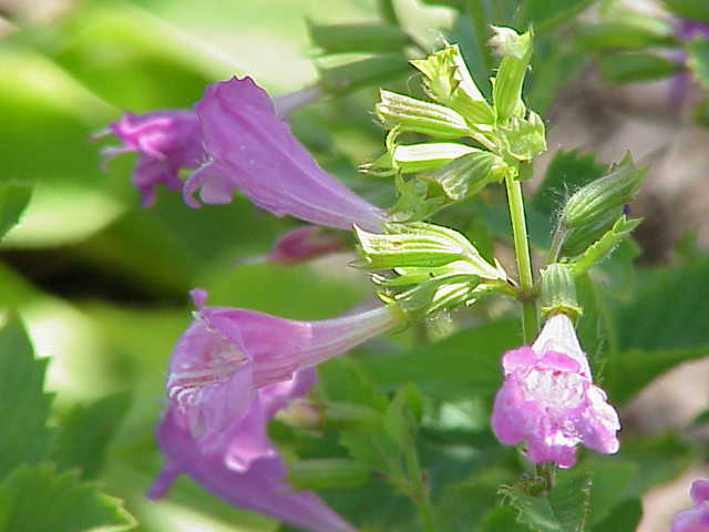 Blüte - Calamintha grandiflora